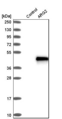 HSD17B4 Antibody, Novus Biologicals:Antibodies:Primary Antibodies
