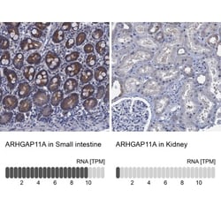 ARHGAP11A Antibody, Novus Biologicals:Antibodies:Primary Antibodies