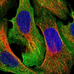 ARHGAP19 Antibody, Novus Biologicals 0.1mL; Unlabeled:Antibodies, Polyclonal