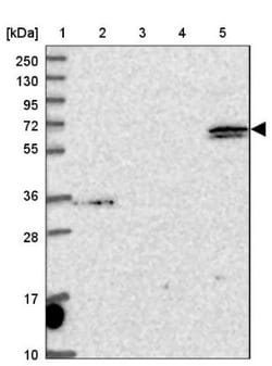 ARHGAP19 Antibody, Novus Biologicals 0.1mL; Unlabeled:Antibodies, Polyclonal