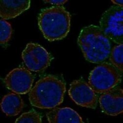 ARHGAP9 Rabbit anti-Human, Polyclonal, Novus Biologicals 25 &mu;g; Unconjugated:Antibodies,