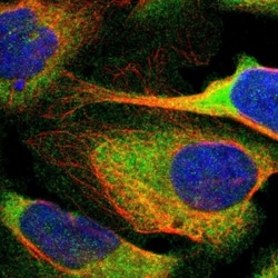 ARHGEF1 Antibody, Novus Biologicals:Antibodies:Primary Antibodies