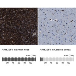 ARHGEF1 Antibody, Novus Biologicals:Antibodies:Primary Antibodies