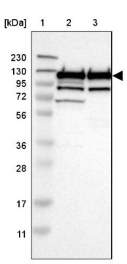 ARHGEF1 Antibody, Novus Biologicals:Antibodies:Primary Antibodies