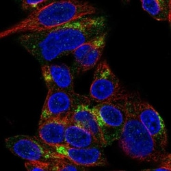 ARHGEF10L Antibody, Novus Biologicals 25 &mu;L; Unlabeled:Antibodies, Polyclonal