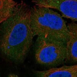 ARHGEF40 Rabbit anti-Human, Polyclonal, Novus Biologicals 25 &mu;g; Unconjugated:Antibodies,