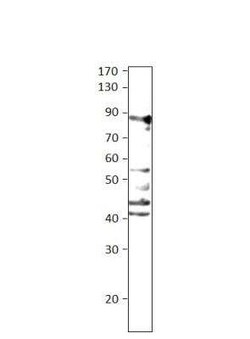 ARHGEF7 Antibody, Novus Biologicals 100 &mu;g | Buy Online | Novus Biologicals | Fisher Scientific