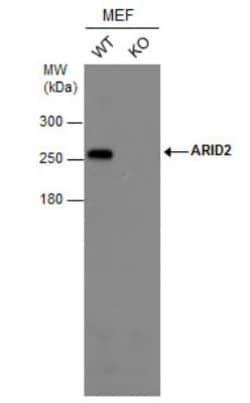 ARID2 Antibody (7311), Novus Biologicals 0.1mL; Unlabeled:Antibodies, Monoclonal
