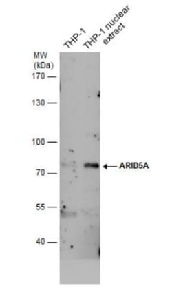 ARID5A Antibody (1683), Novus Biologicals 0.1 mL | Buy Online | Novus Biologicals | Fisher Scientific