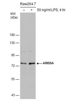 ARID5A Antibody (18112), Novus Biologicals 0.1mL; Unlabeled:Antibodies,