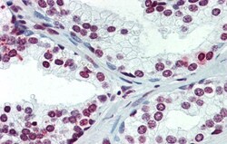 ARID5A Antibody, Novus Biologicals 0.05mg; Unlabeled:Antibodies, Polyclonal