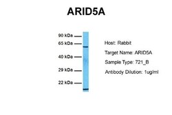 ARID5A Antibody, Novus Biologicals 0.05mg; Unlabeled:Antibodies, Polyclonal