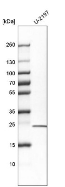 ARL4C Antibody, Novus Biologicals 25 &mu;L; Unlabeled:Antibodies, Polyclonal