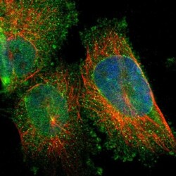 ARL6IP6 Antibody, Novus Biologicals 0.1mL; Unlabeled:Antibodies, Polyclonal