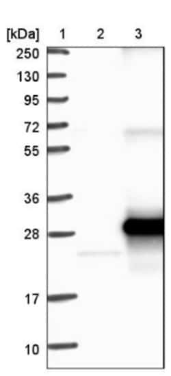 ARL6IP6 Antibody, Novus Biologicals 0.1mL; Unlabeled:Antibodies, Polyclonal