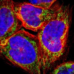ARMC10 Antibody, Novus Biologicals:Antibodies:Primary Antibodies