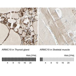 ARMC10 Antibody, Novus Biologicals:Antibodies:Primary Antibodies