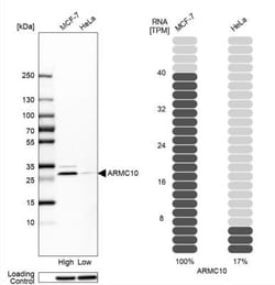 ARMC10 Antibody, Novus Biologicals:Antibodies:Primary Antibodies