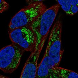ARMCX1 Antibody, Novus Biologicals 25 &mu;L; Unlabeled:Antibodies, Polyclonal