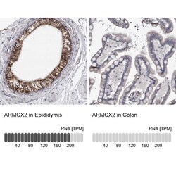 ARMCX2 Antibody, Novus Biologicals:Antibodies:Primary Antibodies