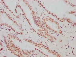 ARNT/HIF-1 beta Antibody (2F11), Novus Biologicals 100 &mu;g | Buy Online | Novus Biologicals | Fisher Scientific