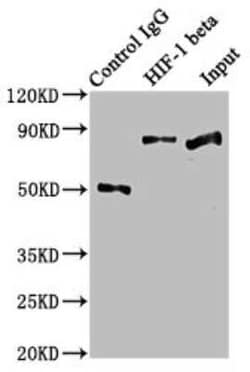 ARNT/HIF-1 beta Antibody (2F11), Novus Biologicals 100 &mu;g | Buy Online | Novus Biologicals | Fisher Scientific