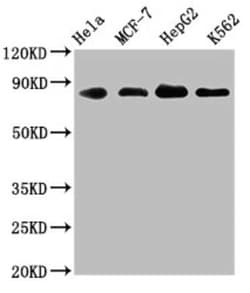 ARNT/HIF-1 beta Antibody (2F11), Novus Biologicals 100 &mu;g | Buy Online | Novus Biologicals | Fisher Scientific