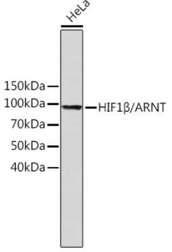 ARNT/HIF-1 beta Rabbit anti-Human, Clone: 3R0Y4, Novus Biologicals 20 &mu;g;