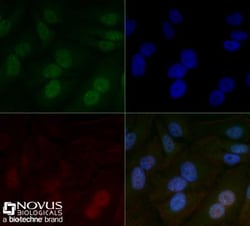 ARNT/HIF-1 beta Antibody (H1beta234) - BSA Free, Novus Biologicals 0.1mL;