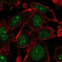 ARNTL2 Antibody, Novus Biologicals 0.1 mL | Buy Online | Novus Biologicals | Fisher Scientific