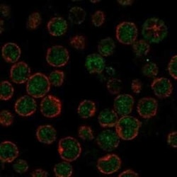 ARP10 Rabbit anti-Human, Polyclonal, Novus Biologicals 25 &mu;g; Unconjugated:Antibodies,