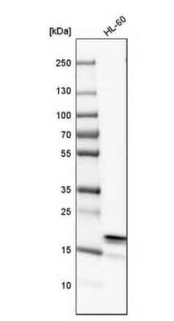 ARPC3 Antibody, Novus Biologicals:Antibodies:Primary Antibodies
