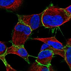 ARVCF Antibody, Novus Biologicals:Antibodies:Primary Antibodies