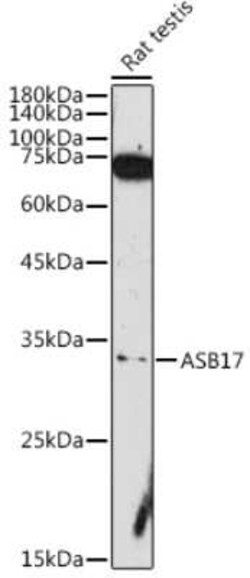 ASB17 Rabbit anti-Human, Rat, Polyclonal, Novus Biologicals 100 &mu;g | Buy Online | Bio-Techne | Fisher Scientific