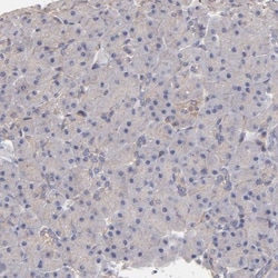 ASB7 Antibody, Novus Biologicals 0.1mL; Unlabeled:Antibodies, Polyclonal