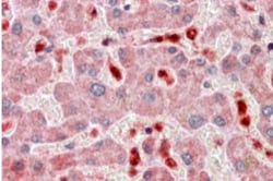 ASC/TMS1 Antibody, Novus Biologicals 0.10 miligramo | Buy Online | Novus Biologicals | Fisher Scientific