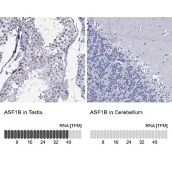 ASF1b Rabbit anti-Human, Polyclonal, Novus Biologicals 25 &mu;g; Unconjugated:Antibodies,
