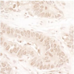 ASH1 Antibody, Novus Biologicals 0.1mL; Unlabeled:Antibodies, Polyclonal