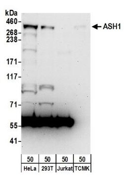 ASH1 Antibody, Novus Biologicals 0.1mL; Unlabeled:Antibodies, Polyclonal