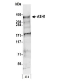 ASH1 Antibody, Novus Biologicals 0.1mL; Unlabeled:Antibodies, Polyclonal