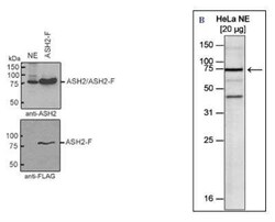 ASH2L Rabbit anti-Human, Polyclonal, Novus Biologicals 100 &mu;g | Buy Online | Novus Biologicals | Fisher Scientific