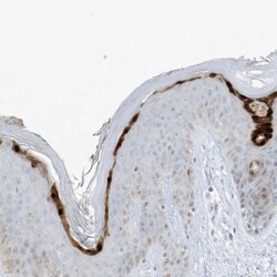ASPRV1 Antibody, Novus Biologicals:Antibodies:Primary Antibodies