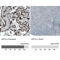 ATF3 Antibody (CL1685), Novus Biologicals:Antibodies:Primary Antibodies