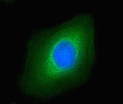 ATF6 Antibody (70B1413.1) - BSA Free, Novus Biologicals 0.1mg; Unlabeled:Antibodies,