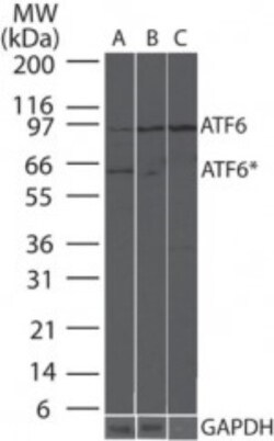 ATF6 Antibody (70B1413.1) - BSA Free, Novus Biologicals 0.1mg; Unlabeled:Antibodies,