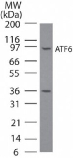 ATF6 Antibody (70B1413.1) - BSA Free, Novus Biologicals 0.1mg; Unlabeled:Antibodies,