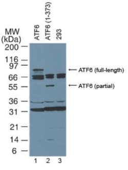 ATF6 Antibody (70B1413.1) - BSA Free, Novus Biologicals 0.1mg; Unlabeled:Antibodies,