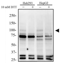 ATF6 Antibody (70B1413.1) - BSA Free, Novus Biologicals 0.1mg; Unlabeled:Antibodies,