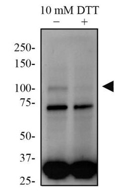 ATF6 Antibody (70B1413.1) - BSA Free, Novus Biologicals 0.1mg; Unlabeled:Antibodies,