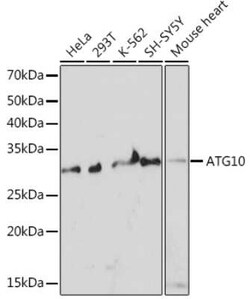 ATG10 Rabbit anti-Human, Mouse, Clone: 2Q3Q3, Novus Biologicals:Antibodies:Primary